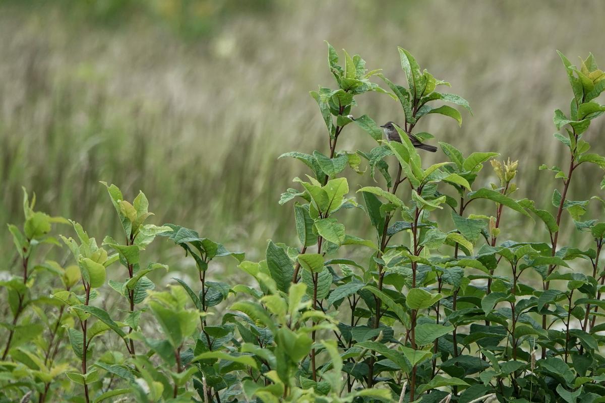 Common whitethroat (Sylvia communis)