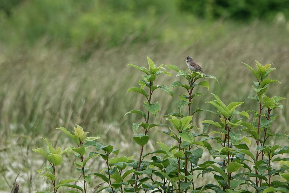 Common whitethroat (Sylvia communis)