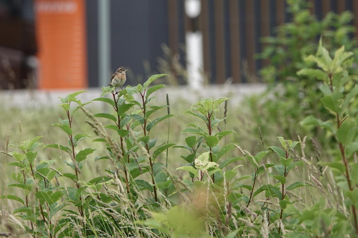 Whinchat (Saxicola rubetra)