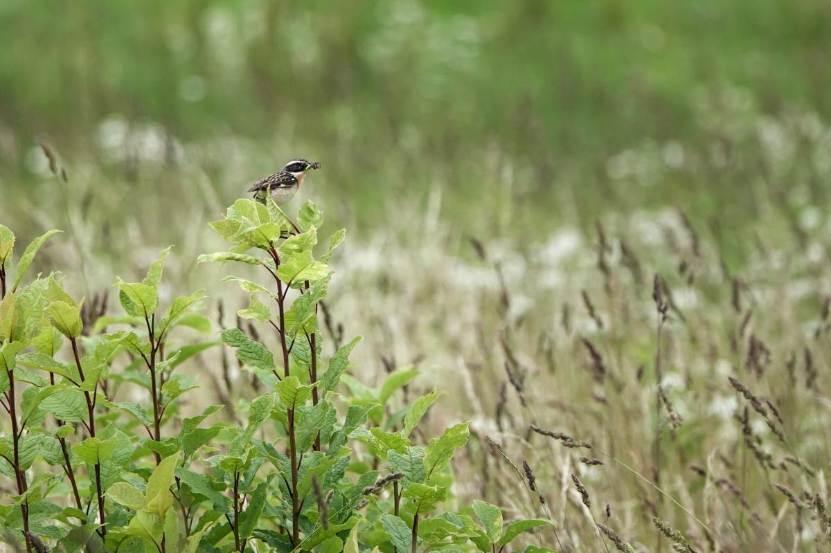 Whinchat (Saxicola rubetra)