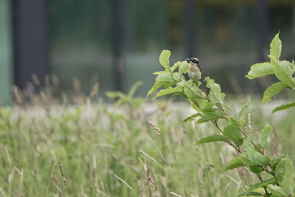 Whinchat (Saxicola rubetra)
