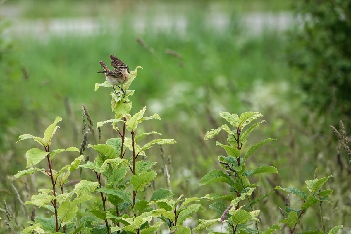 Whinchat (Saxicola rubetra)