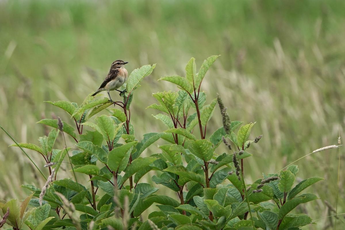 Whinchat (Saxicola rubetra)