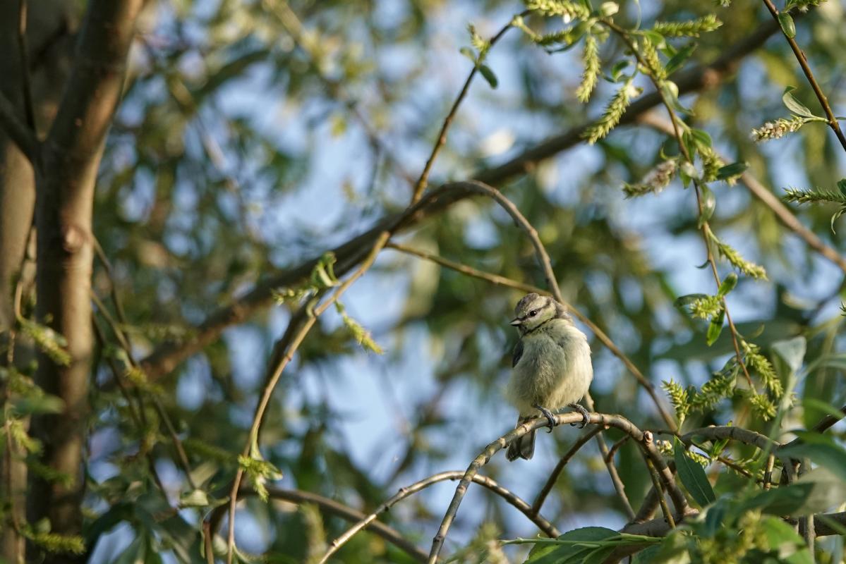 Eurasian blue tit (Cyanistes caeruleus)