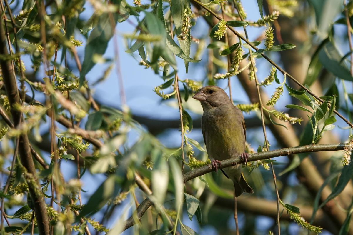 European Greenfinch (Carduelis chloris), Tammiste, Tammiste, Pärnu maakond, Estonia, 2025-06-22 European Greenfinch (Carduelis chloris)