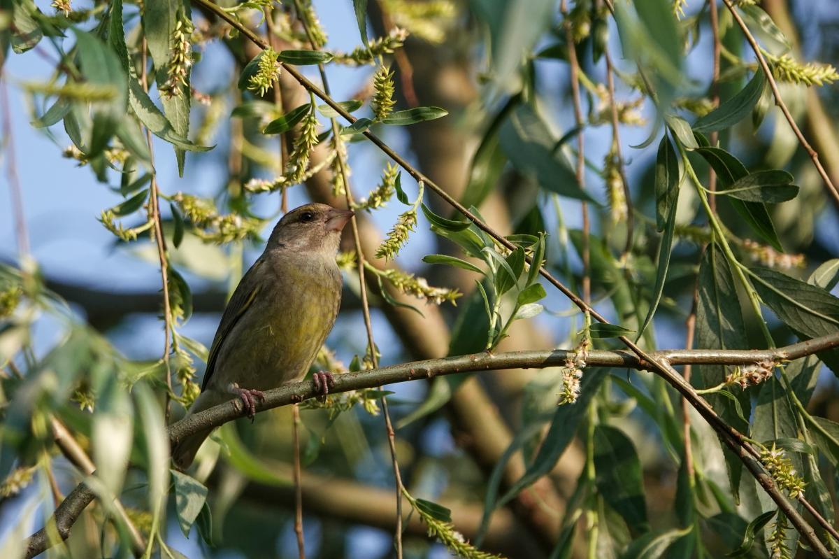 European Greenfinch (Carduelis chloris), Tammiste, Tammiste, Pärnu maakond, Estonia, 2025-06-22 European Greenfinch (Carduelis chloris)