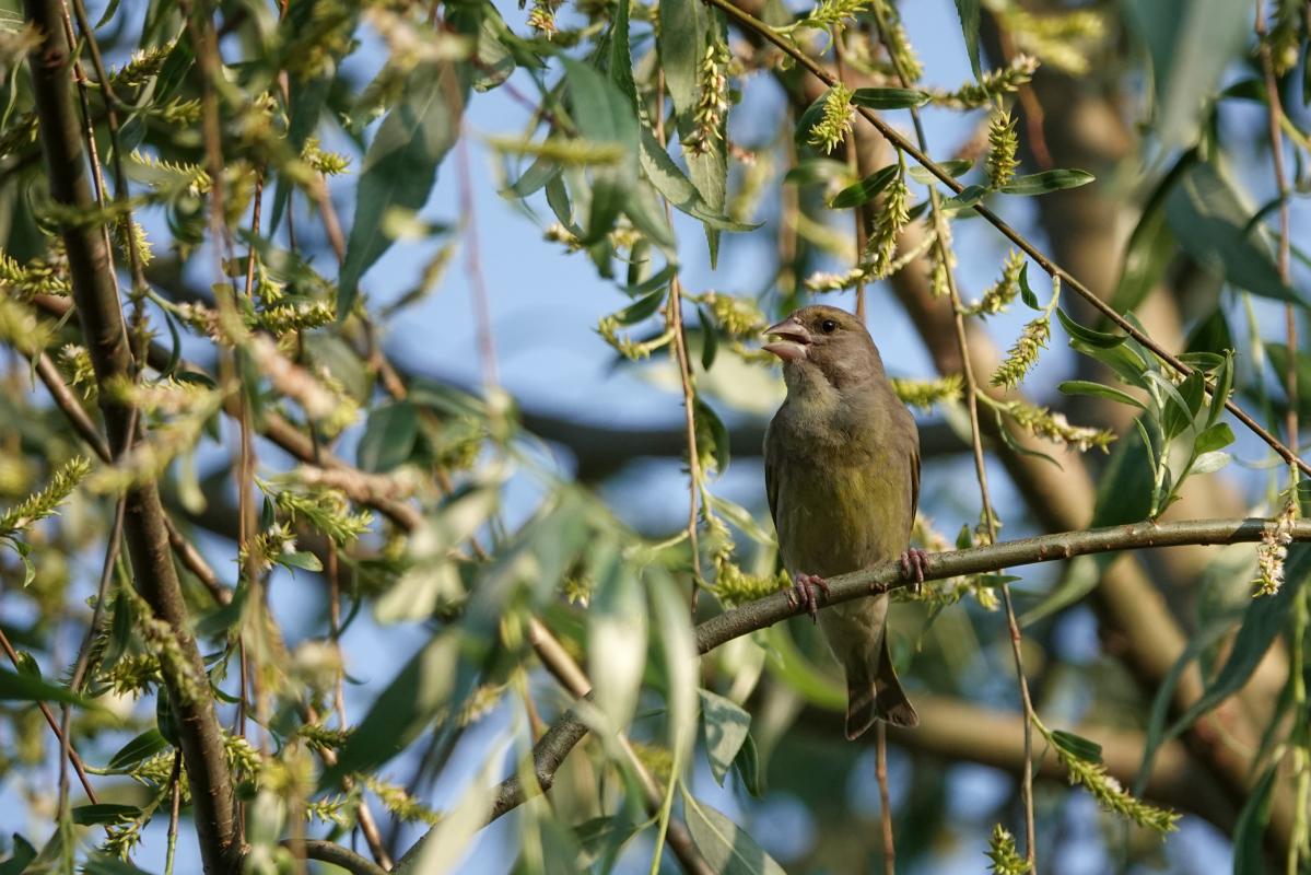 European Greenfinch (Carduelis chloris), Tammiste, Tammiste, Pärnu maakond, Estonia, 2025-06-22 European Greenfinch (Carduelis chloris)