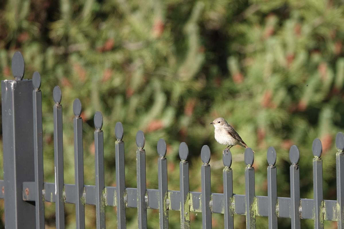 Spotted Flycatcher (Muscicapa striata)