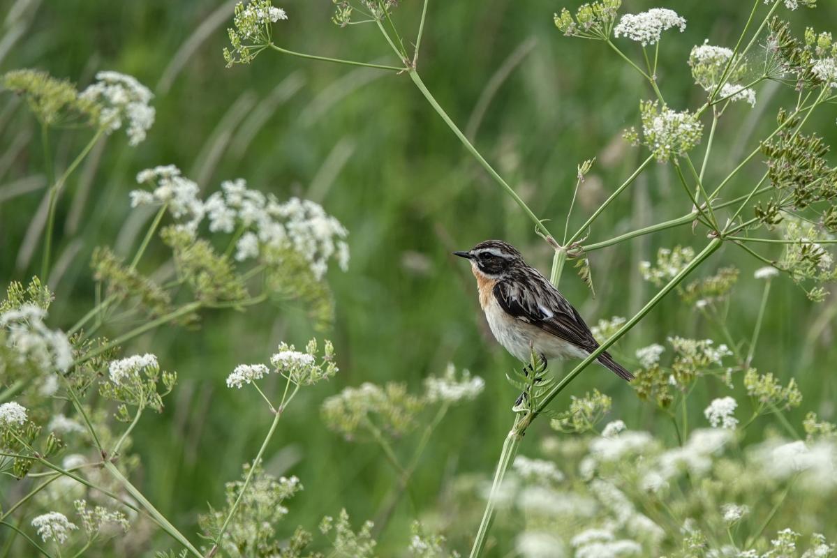 Whinchat (Saxicola rubetra)