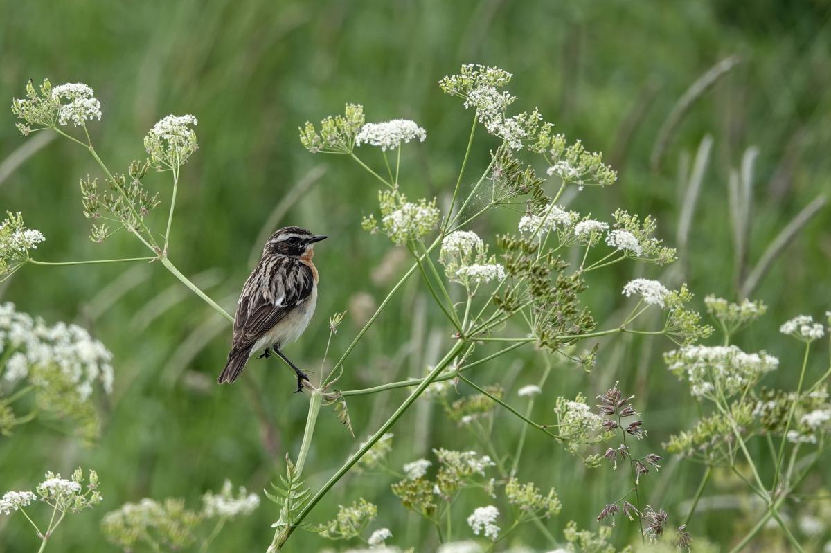 Whinchat (Saxicola rubetra)