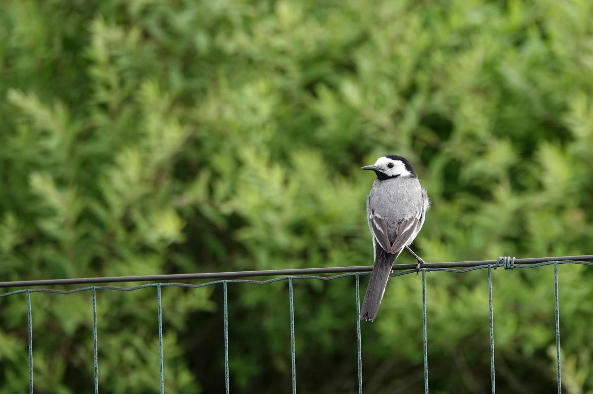White Wagtail (Motacilla alba)