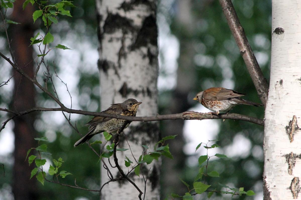 Fieldfare (Turdus pilaris)