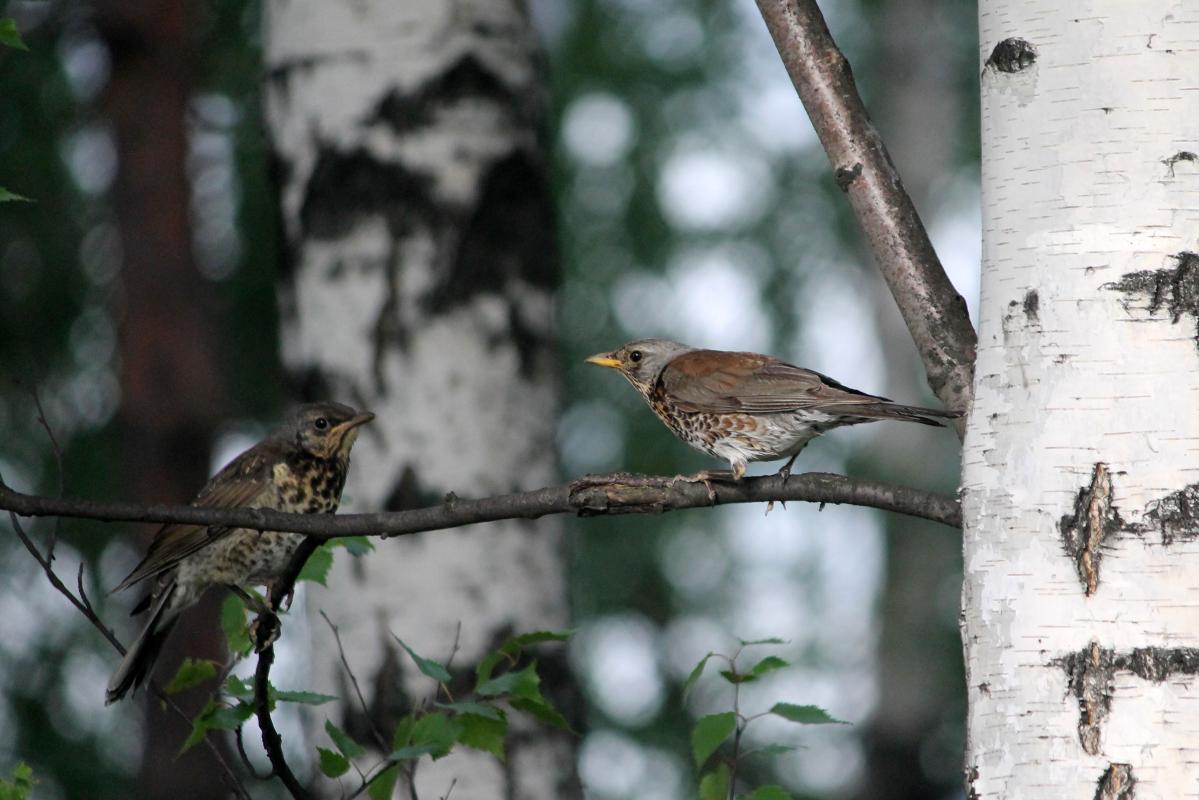 Fieldfare (Turdus pilaris)