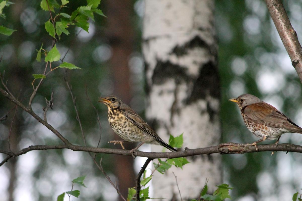 Fieldfare (Turdus pilaris)
