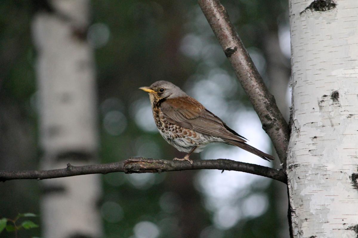 Fieldfare (Turdus pilaris)