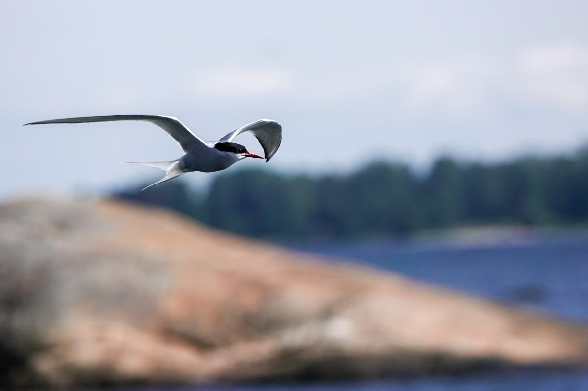 Arctic tern (Sterna paradisaea)