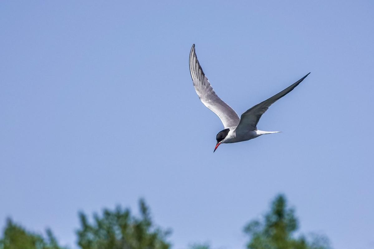 Common tern (Sterna hirundo)