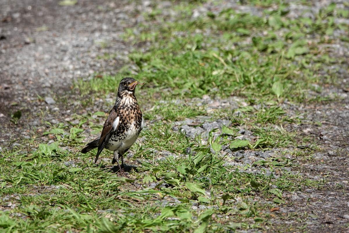 Fieldfare (Turdus pilaris)