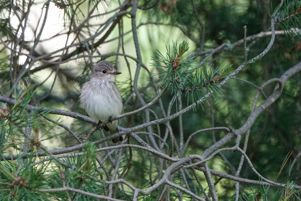 Spotted Flycatcher (Muscicapa striata)