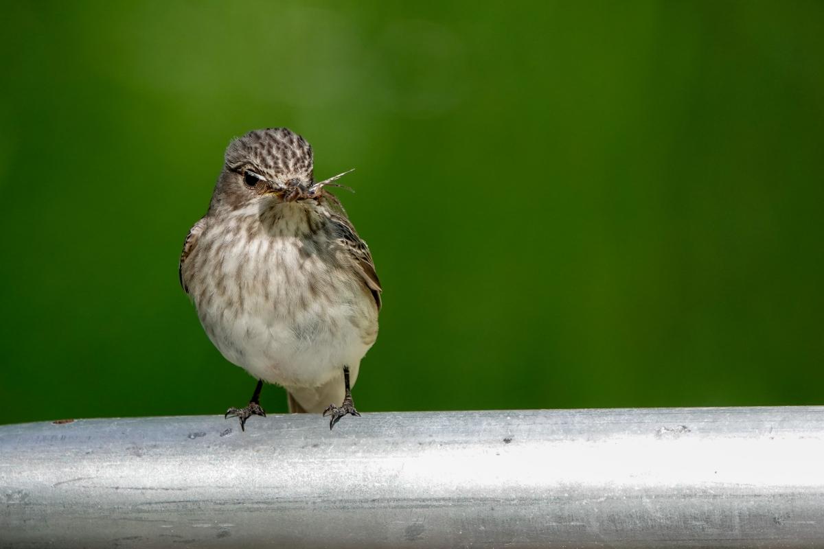 Spotted Flycatcher (Muscicapa striata)