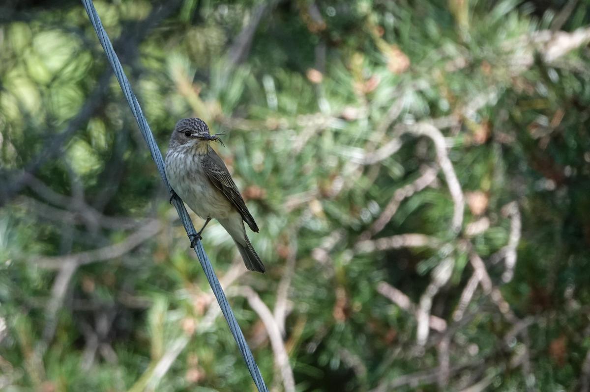 Spotted Flycatcher (Muscicapa striata)