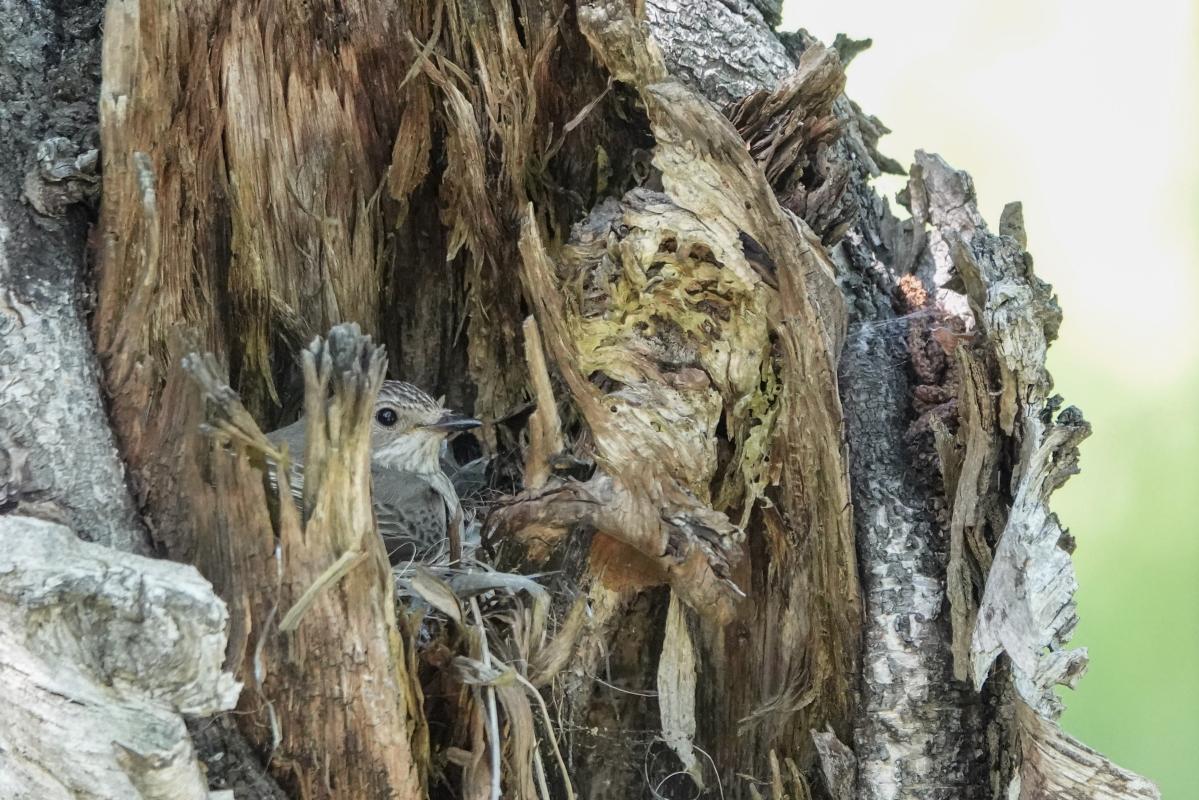 Spotted Flycatcher (Muscicapa striata)
