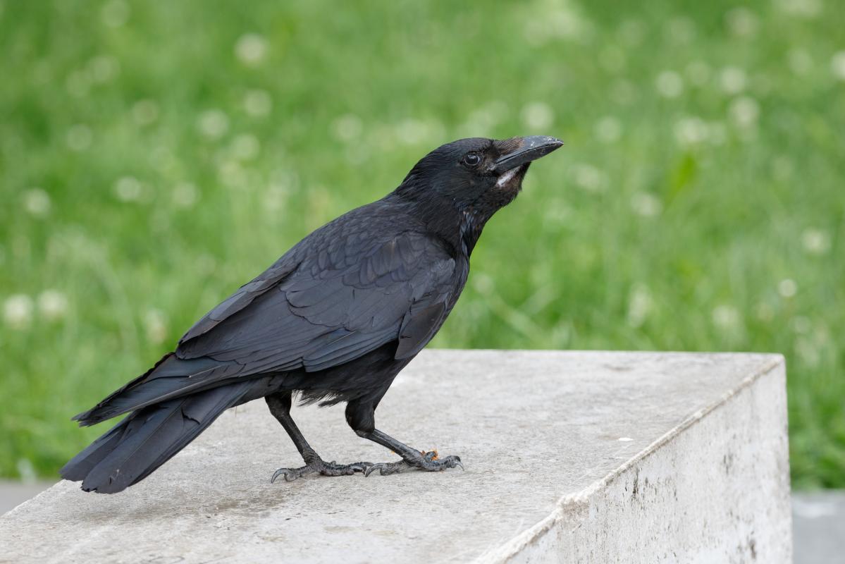 Carrion crow (Corvus corone)