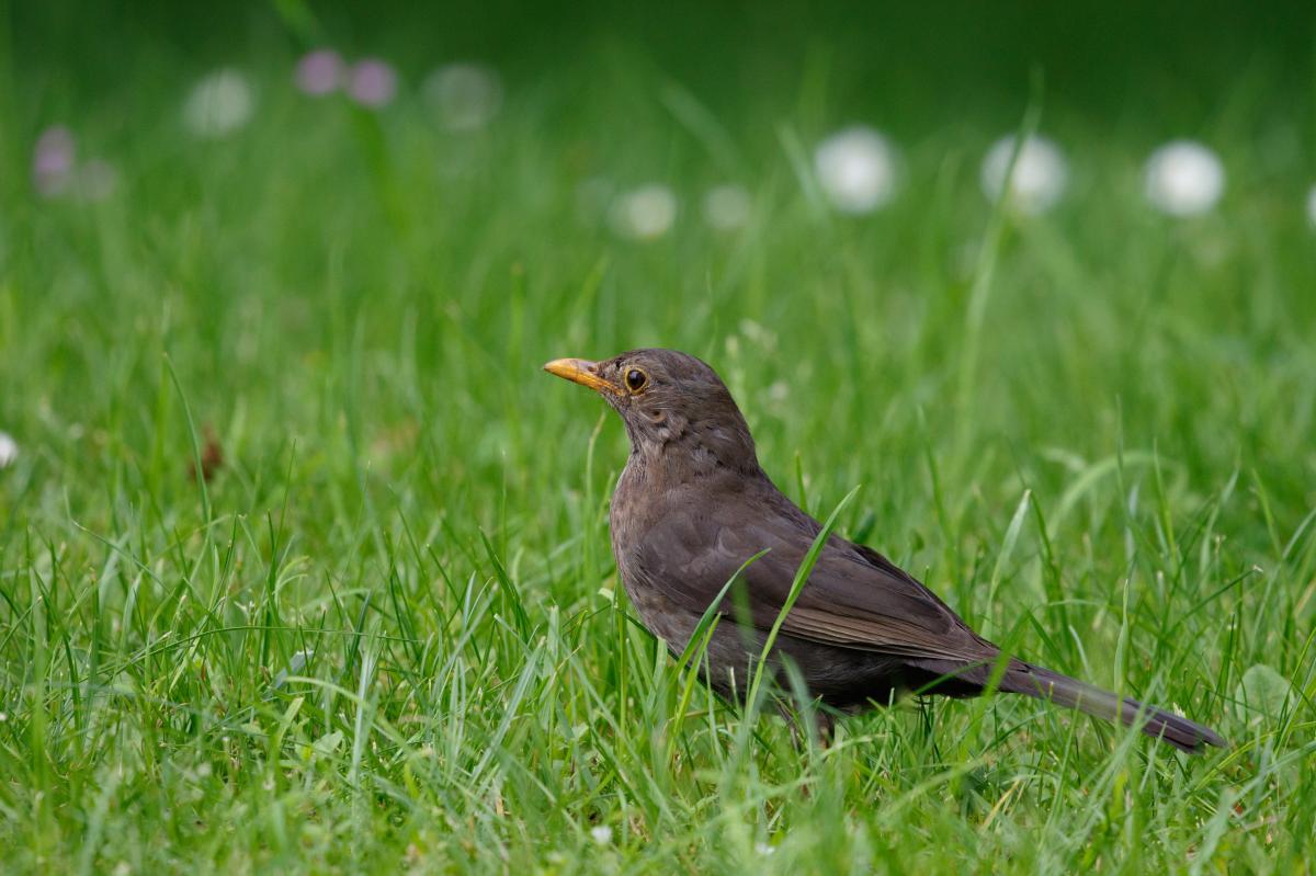 Common Blackbird (Turdus merula)