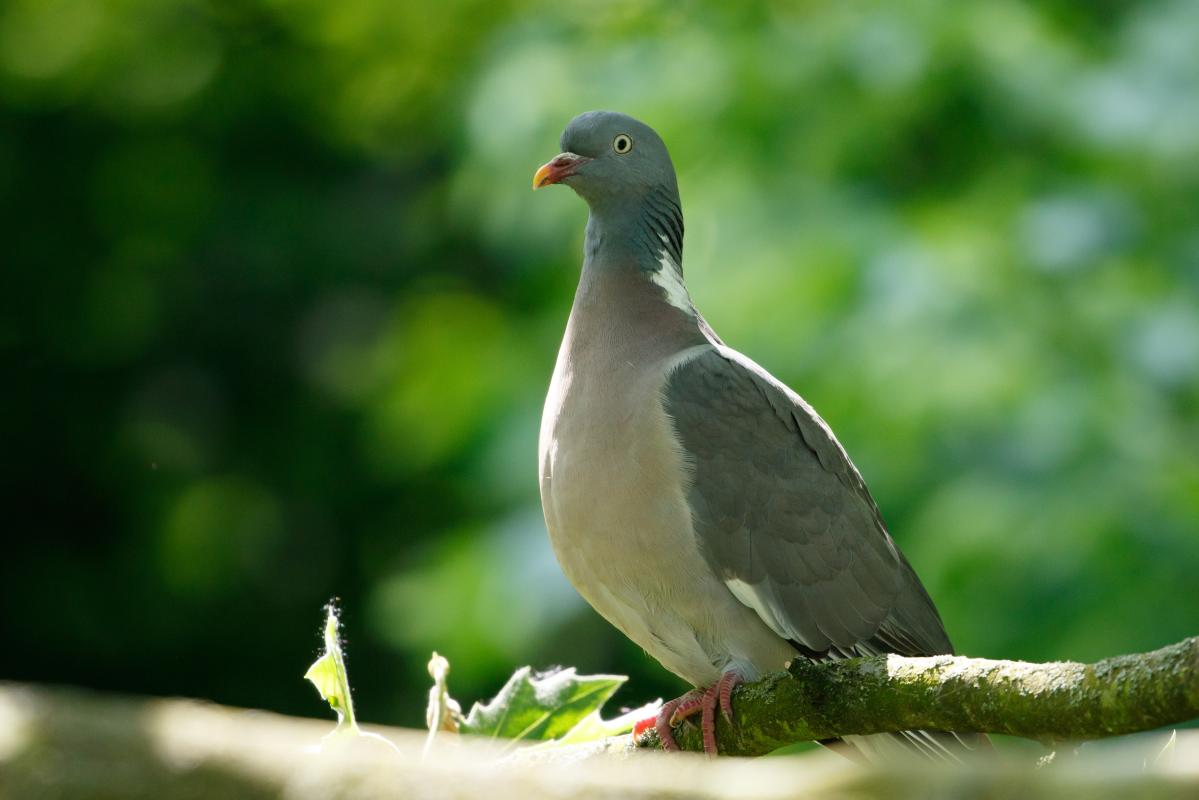Common wood pigeon (Columba palumbus)