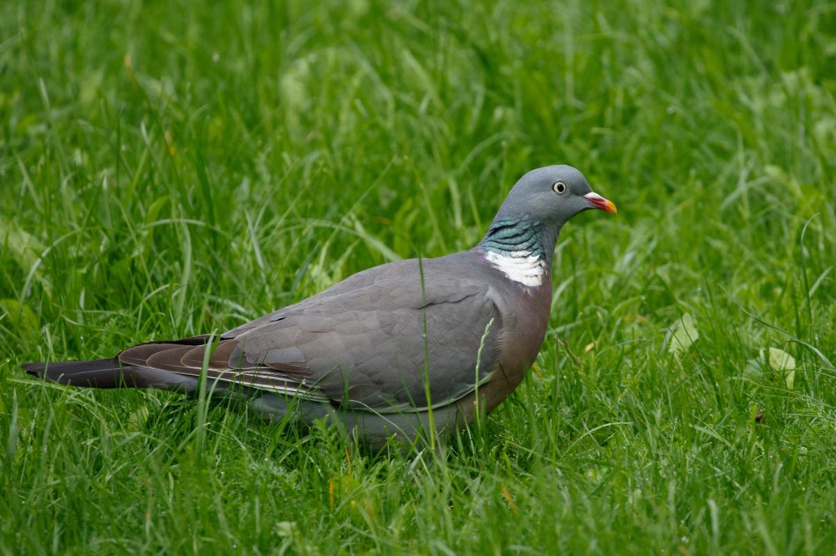 Common wood pigeon (Columba palumbus)