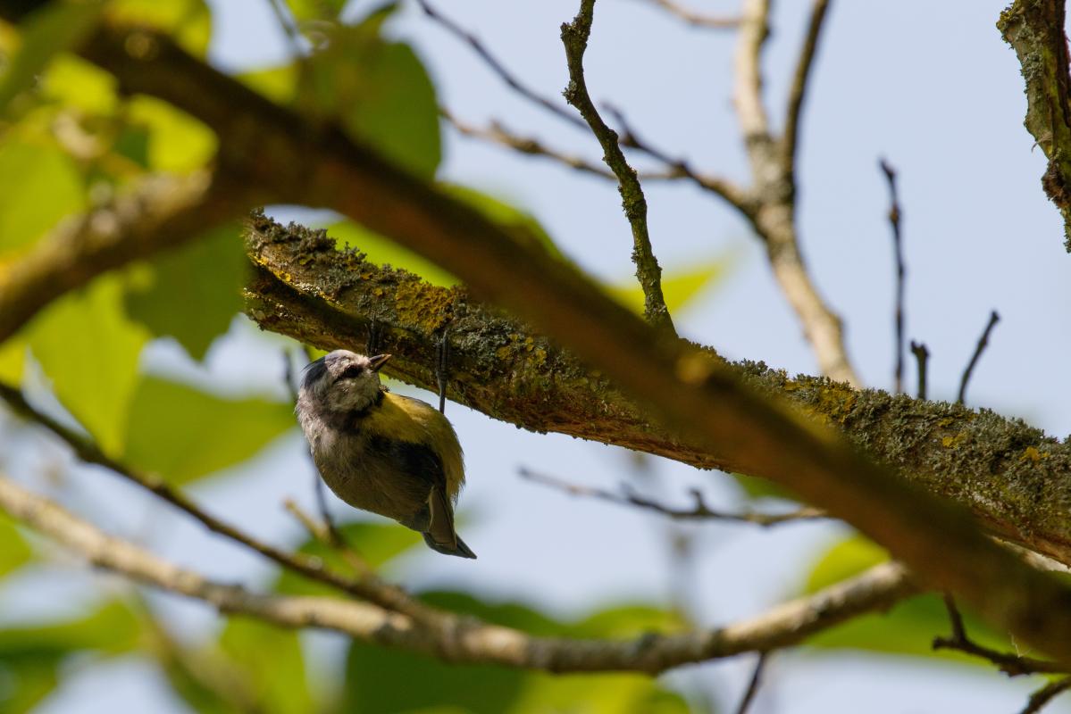 Eurasian blue tit (Cyanistes caeruleus)