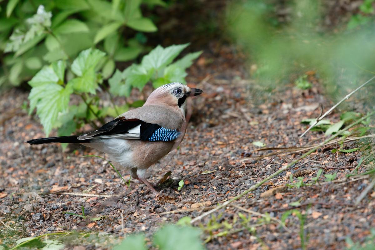 Eurasian Jay (Garrulus glandarius)