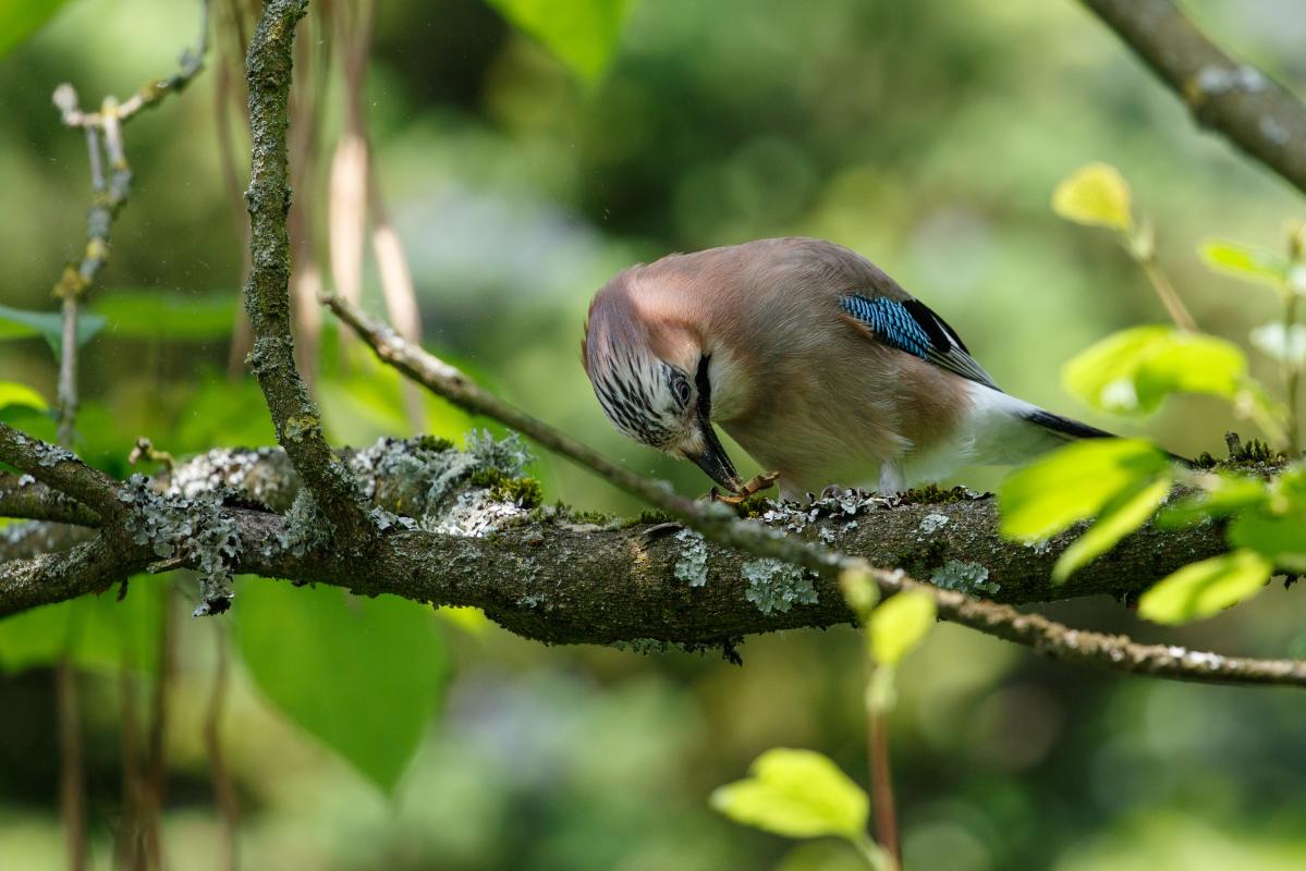 Eurasian Jay (Garrulus glandarius)
