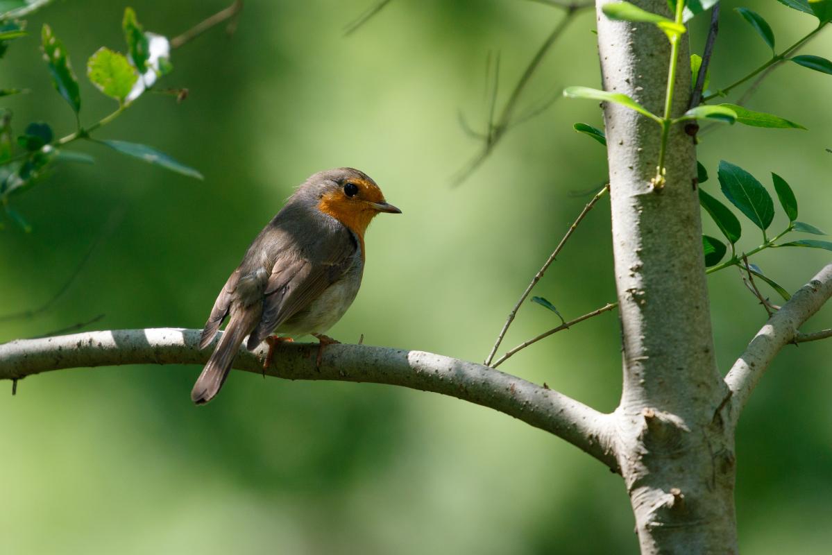 European Robin (Erithacus rubecula)