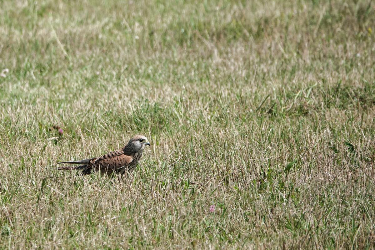 Common kestrel (Falco tinnunculus), Berliner Innenstadt, Berlin, Berlin, Germany, 2024-07-18 Common kestrel (Falco tinnunculus)