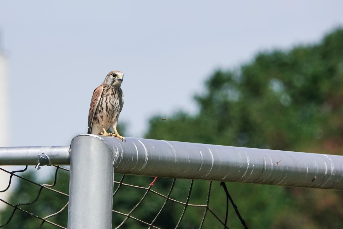 Common kestrel (Falco tinnunculus), Berliner Innenstadt, Berlin, Berlin, Germany, 2024-07-18 Common kestrel (Falco tinnunculus)