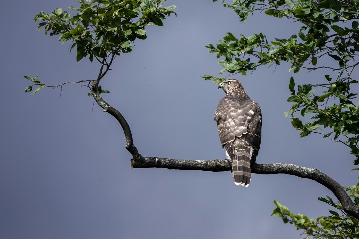 Eurasian goshawk (Astur gentilis), Berliner Innenstadt, Berlin, Berlin, Germany, 2024-07-17 Eurasian goshawk (Astur gentilis)