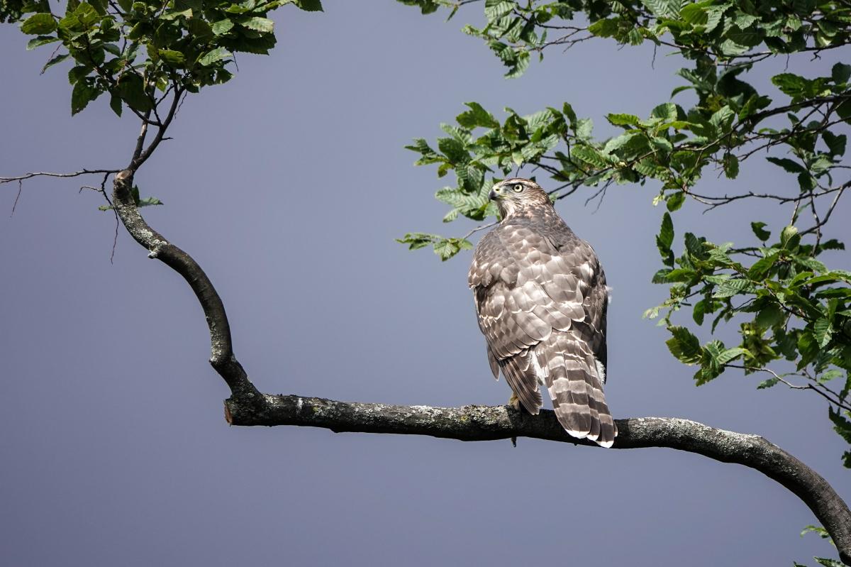 Eurasian goshawk (Astur gentilis), Berliner Innenstadt, Berlin, Berlin, Germany, 2024-07-17 Eurasian goshawk (Astur gentilis)