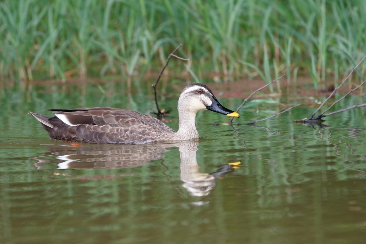 Eastern spot-billed duck (Anas zonorhyncha)