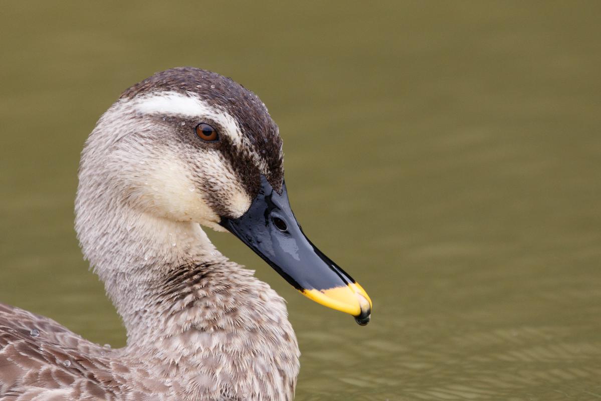 Eastern spot-billed duck (Anas zonorhyncha)