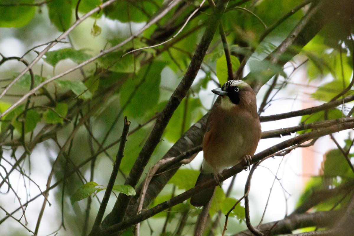 Eurasian Jay (Garrulus glandarius)