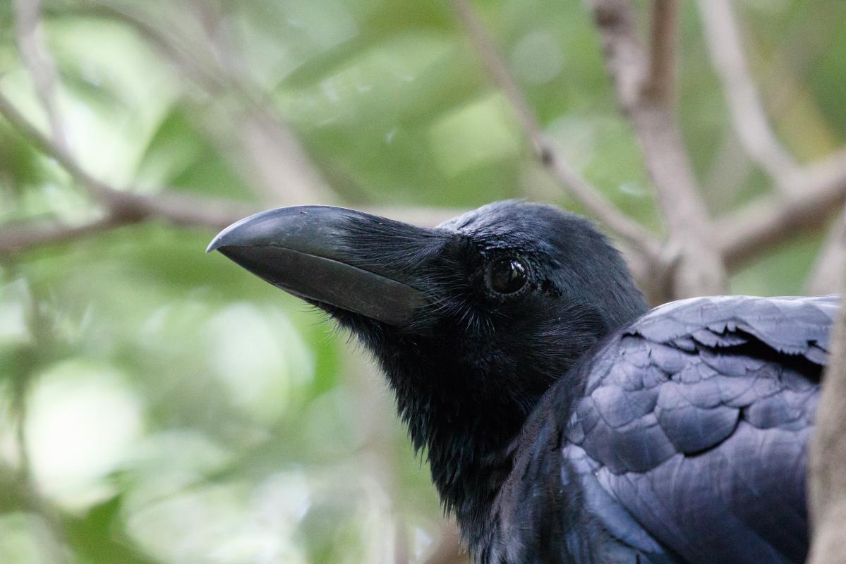 Jungle crow (Corvus macrorhynchos)