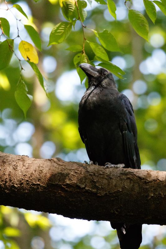 Jungle crow (Corvus macrorhynchos)