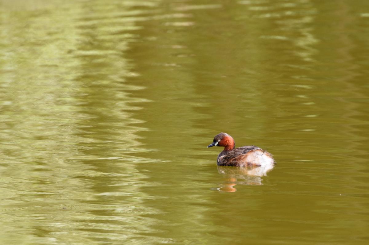 Little grebe (Tachybaptus ruficollis), Shibuya-ku, Tōkyō-to, Japan, 2017-09-10 Little grebe (Tachybaptus ruficollis)