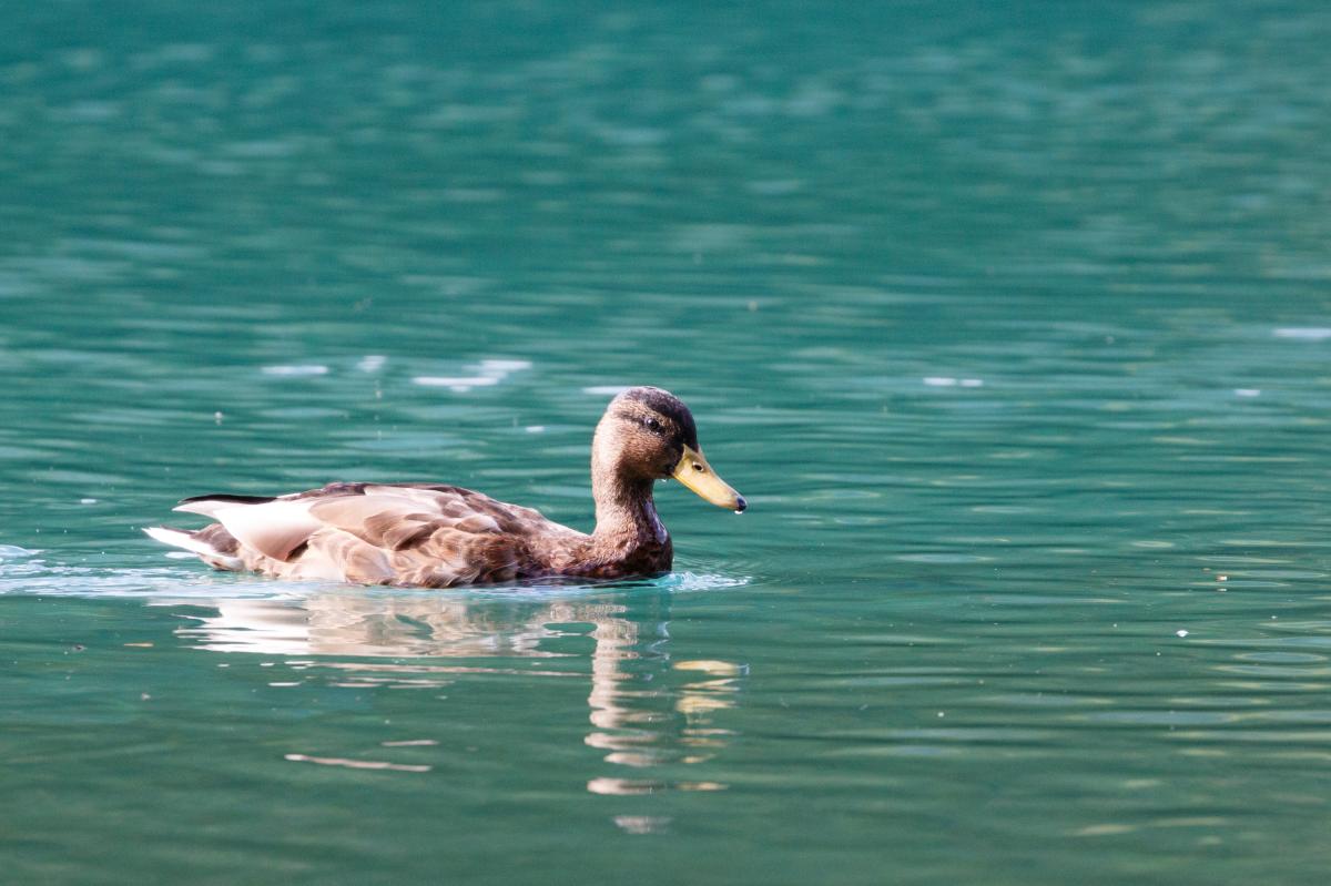 Mallard (Anas platyrhynchos)