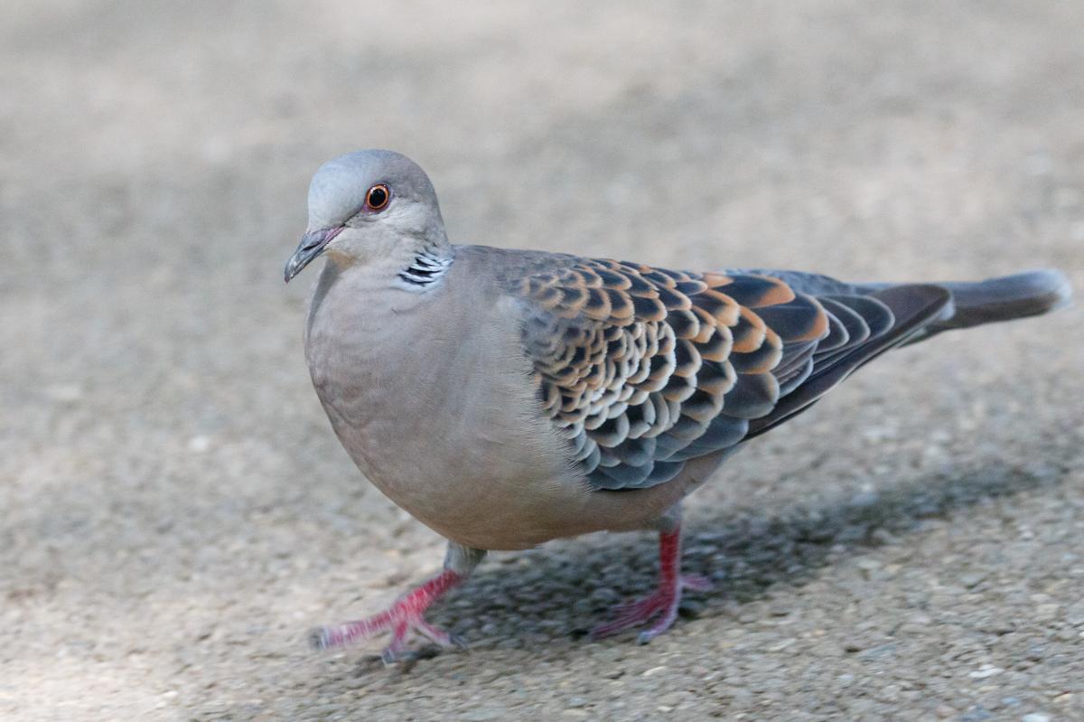 Oriental turtle dove (Streptopelia orientalis), Shibuya-ku, Tōkyō-to, Japan, 2017-09-10 Oriental turtle dove (Streptopelia orientalis)