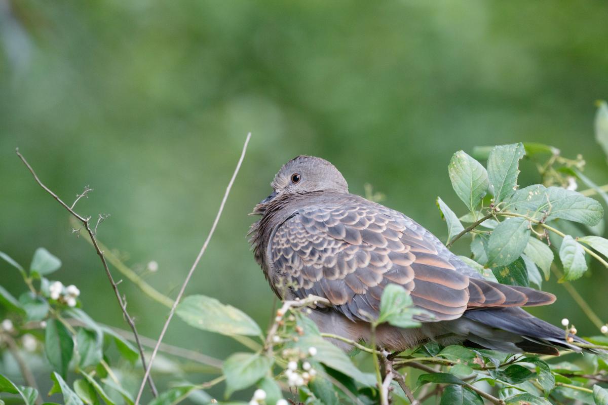 Oriental turtle dove (Streptopelia orientalis), Chiyoda-ku, Tōkyō-to, Japan, 2017-09-27 Oriental turtle dove (Streptopelia orientalis)