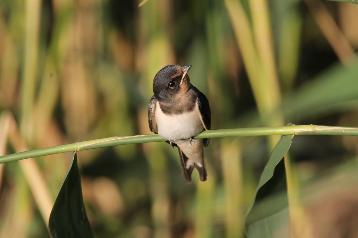 Barn Swallow (Hirundo rustica)