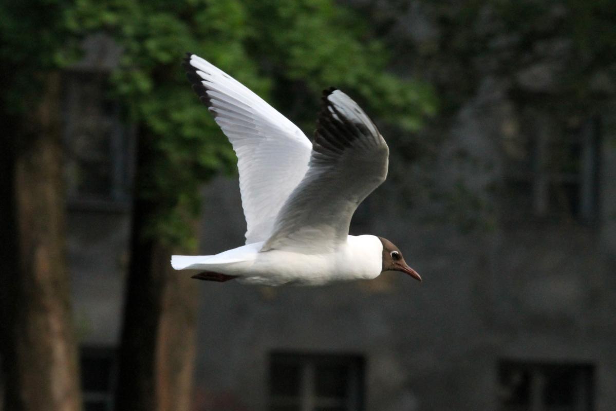 Black-headed Gull (Chroicocephalus ridibundus)