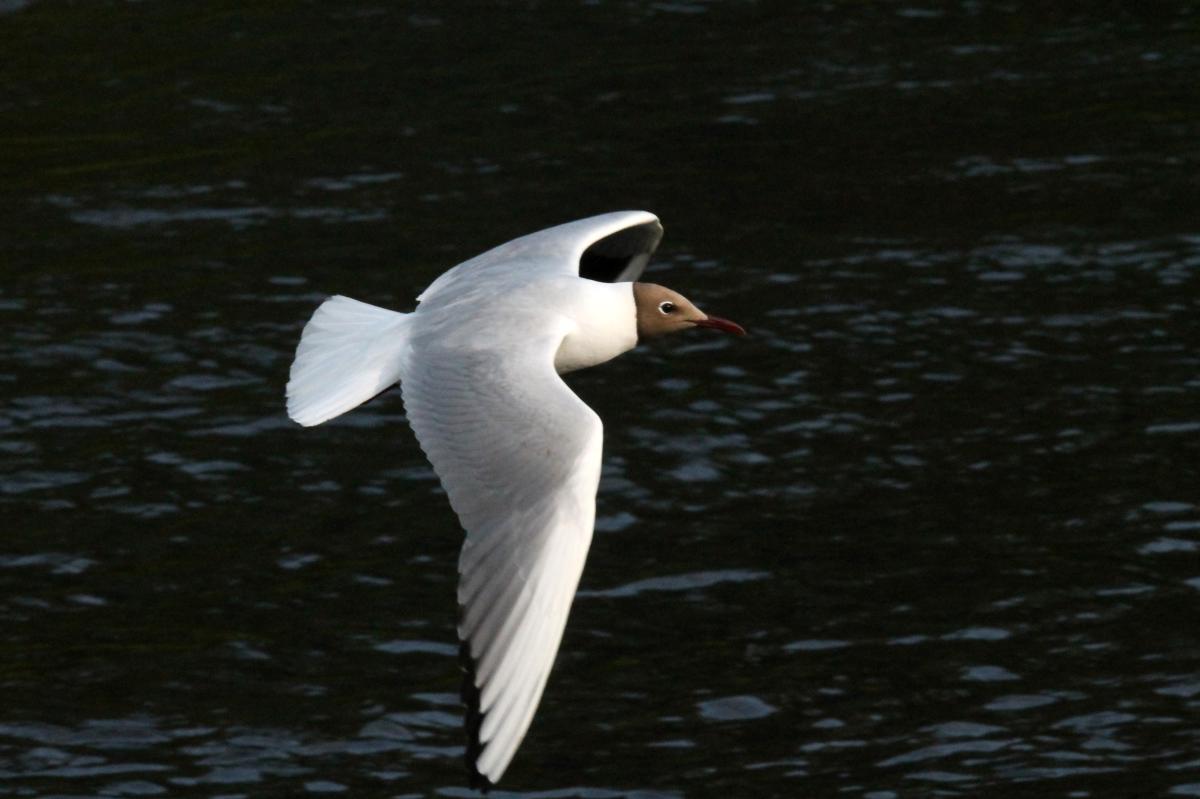 Black-headed Gull (Chroicocephalus ridibundus)